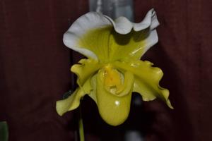 Paphiopedilum Cocoa Pride