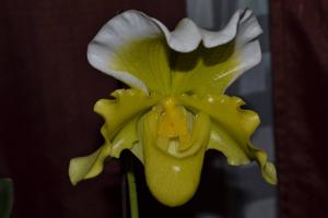 Paphiopedilum Cocoa Pride