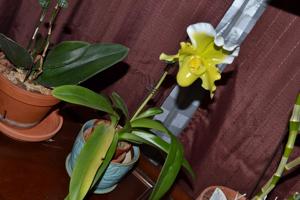 Paphiopedilum Cocoa Pride