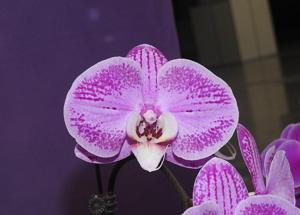 Phalaenopsis Fangmei Black Rose