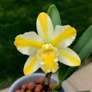 Rhyncholaeliocattleya Solar Flare