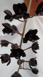 Fredclarkeara Dark Daze