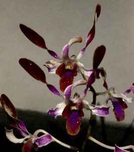 Dendrobium Lee Chak Kin