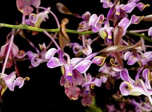 Dendrobium Bethesda Frankelites