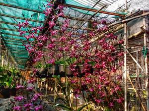 Dendrobium Bethesda Frankelites