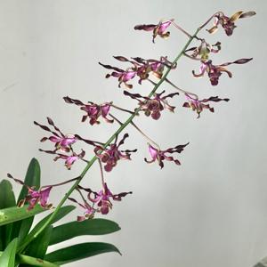 Dendrobium Bethesda Frankelites