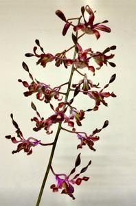 Dendrobium Bethesda Frankelites