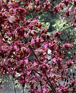 Dendrobium Bethesda Frankelites