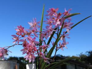 Holcoglossum Pink Jenny