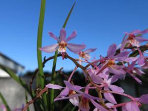 Holcoglossum Pink Jenny