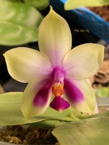 Phalaenopsis John Tay