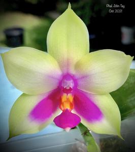 Phalaenopsis John Tay