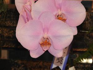 Phalaenopsis Fangmei Pink Puff