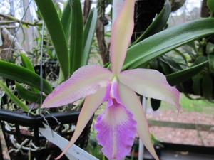 Brassocattleya Becky Tupper