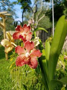 Vanda Kultana Baig's Delight