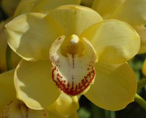 <i>Cymbidium</i> Dural Harvest