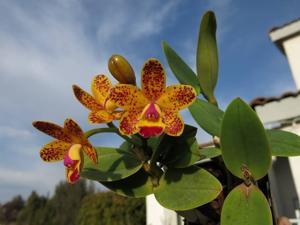 Cattleya Cheetah Freckles