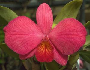 Cattleya Joyful Heart