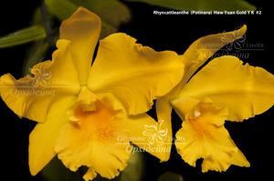 Rhyncattleanthe Haw Yuan Gold