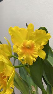 Rhyncattleanthe Haw Yuan Gold