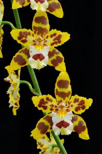 Oncidium Artur Elle's 100th Birthday