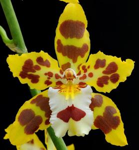 Oncidium Artur Elle's 100th Birthday