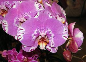 Phalaenopsis Fuller's 3545