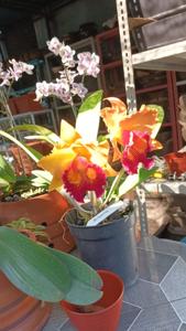 Rhyncholaeliocattleya Tawan Chai