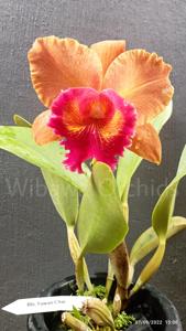 Rhyncholaeliocattleya Tawan Chai