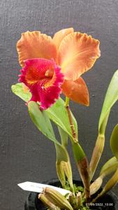 Rhyncholaeliocattleya Tawan Chai