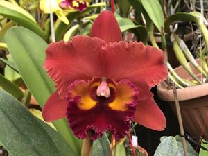 Rhyncholaeliocattleya Chaweewan Sunset