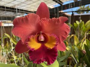 Rhyncholaeliocattleya Chaweewan Sunset