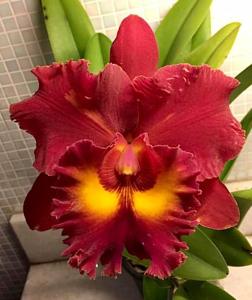 Rhyncholaeliocattleya Siam Red