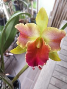 Rhyncholaeliocattleya Amazing Thailand