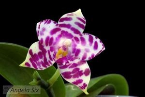 Phalaenopsis KS Super Zebra