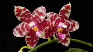 Phalaenopsis KS Super Zebra