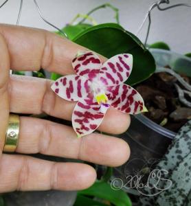 Phalaenopsis KS Super Zebra