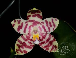 Phalaenopsis KS Super Zebra