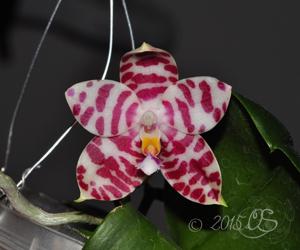 Phalaenopsis KS Super Zebra