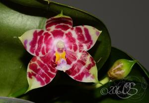 Phalaenopsis KS Super Zebra