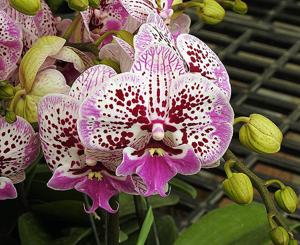 Phalaenopsis Younghome Pearl