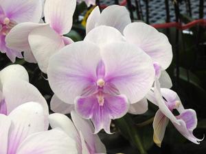 Phalaenopsis Younghome Pinying