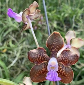 Vanda Emrys Chew