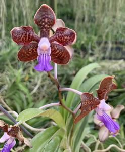 Vanda Emrys Chew