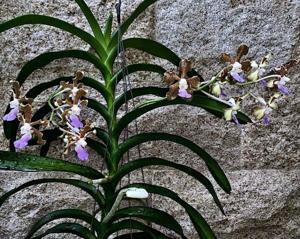 Vanda Emrys Chew