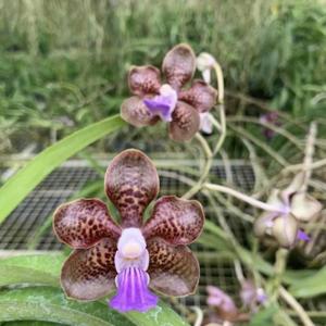 Vanda Emrys Chew