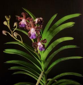 Vanda Emrys Chew