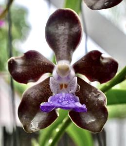 Vanda Emrys Chew