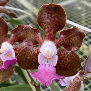 Vanda Emrys Chew