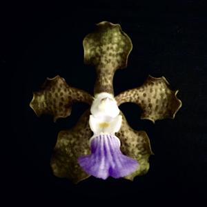 Vanda Emrys Chew